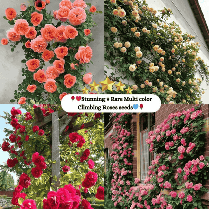 Climbing rose with fragrant flowers in full bloom, showcasing elegant garden beauty and natural aroma