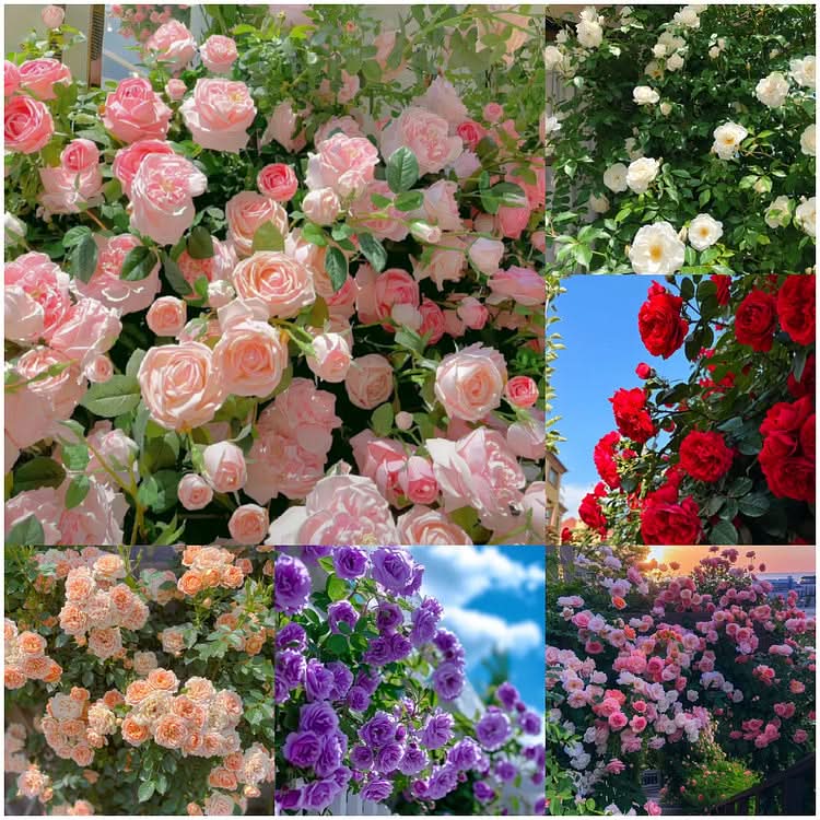 Climbing rose flowers growing in a garden