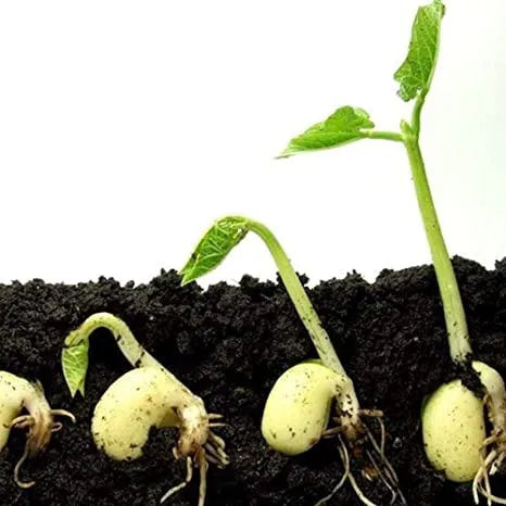 Vermicompost Fertilizer for Plants (Pack of 2) – product image 3