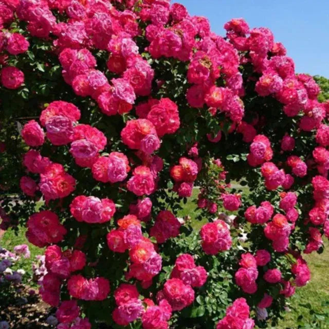 Climbing rose with fragrant flowers in full bloom, showcasing elegant garden beauty and natural aroma